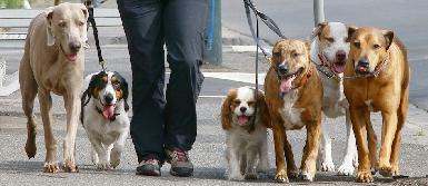 Мэр Анкавы предлагает запретить держать собак