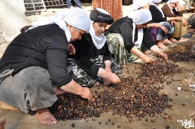 В Лалише прошла церемония заготовки оливкового масла 