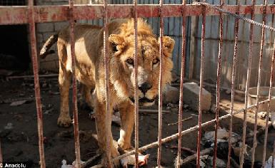 В Мосульском зоопарке погибли почти все животные