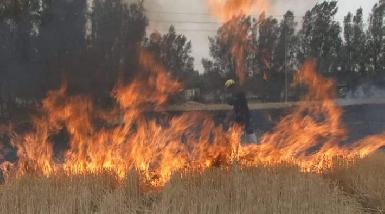 На фермах спорных районов Ирака сожжены еще 50 гектаров 
