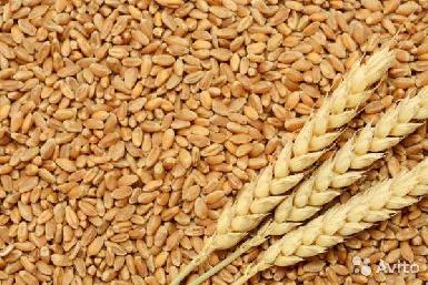 Ирак увеличит импорт пшеницы