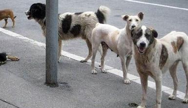 На следующей неделе эрбильских уличных собак начнут перевозить в новый приют