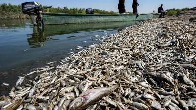 Пострадавшие от засухи берега рек Ирака заполнены дохлой рыбой
