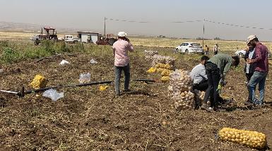 Курдистан поставил в ОАЭ 300 тонн картофеля 