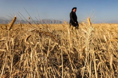 В этом сезоне Ирак может собрать 7 миллионов тонн пшеницы