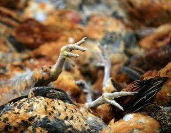 Массовая гибель перелетных птиц в Дохуке