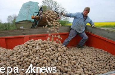 Курдский чиновник: Курдистан производит картофеля вдвое меньше, чем ему необходимо