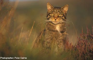 Кастрация должна спасти эрбильских диких кошек 