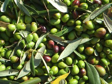 Курдистан посадит оливковые деревья в спорных районах 
