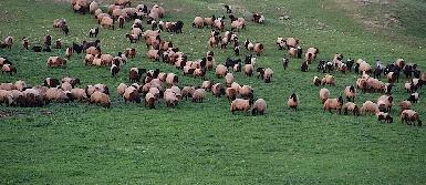 РПК взимают налог с местных пастухов