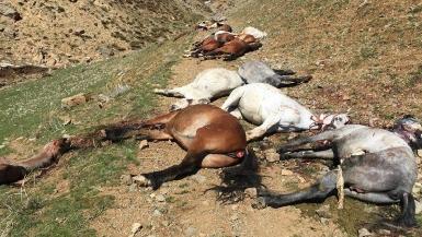 Иранская полиция расстреливает лошадей, принадлежащих курдским носильщикам