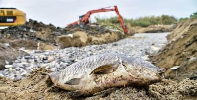 ВОЗ и министерство здравоохранения расследуют массовую гибель рыб в Южном Ираке