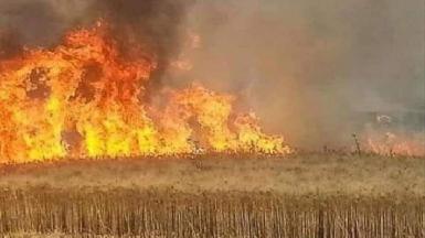 В Синджаре сожжены почти 40 гектаров сельскохозяйственных угодий