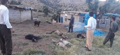 Турецкие авиаудары в Соране привели к гибели более 20 голов скота