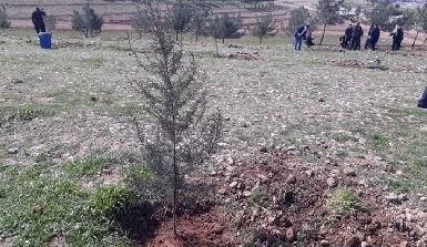 В честь 118-летия Мустафы Барзани в Курдистане началась кампания по посадке деревьев