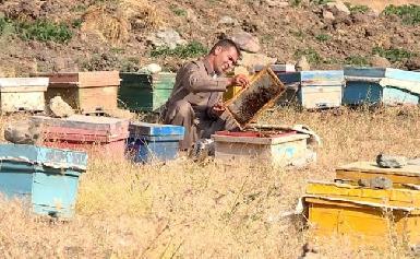 Иракский Курдистан ожидает рекордного медового сбора
