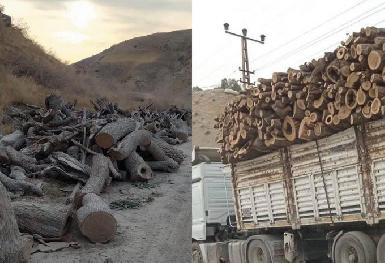 Жители Иракского Курдистана намерены протестовать против турецких баз из-за вырубки леса