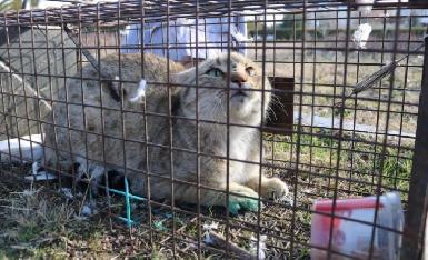 Эрбиль: экологи спасли дикую кошку