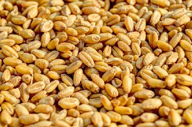 Ирак в ближайшее время намерен объявить тендер на закупку 300 тыс. тонн пшеницы