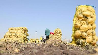 Из Курдистана в ОАЭ еженедельно экспортируются сотни тонн картофеля