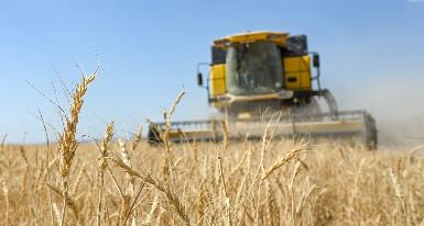Курдистан прогнозирует урожай пшеницы в 1,5 млн тонн