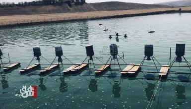 В результате наводнений в Курдистане погибли почти 400 000 рыб