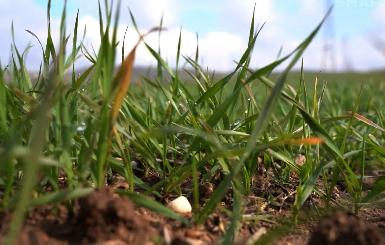 Сильные дожди способствовали увеличению урожая пшеницы в Дохуке