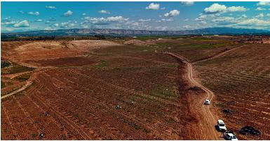 Эрбиль планирует расширить региональное производство фисташек в рамках проекта "Зеленый пояс"